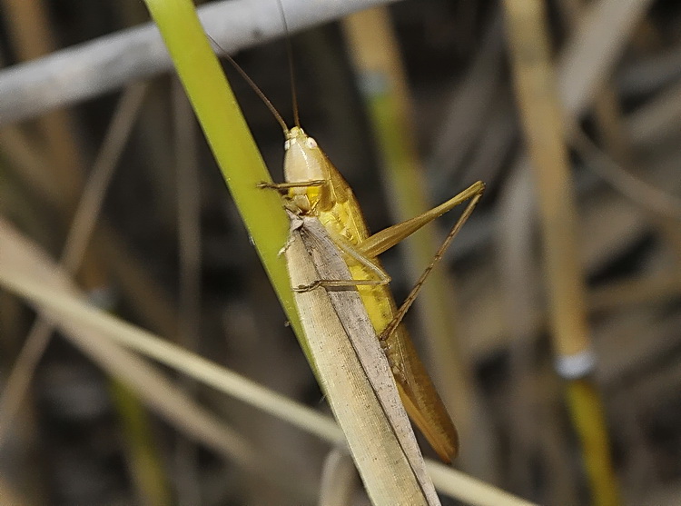 Orthoptera di palude: Ruspolia nitidula (Conocephalidae)